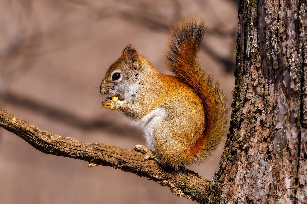 (https://www.pexels.com/photo/a-red-squirrel-on-a-tree-branch-11577498/)