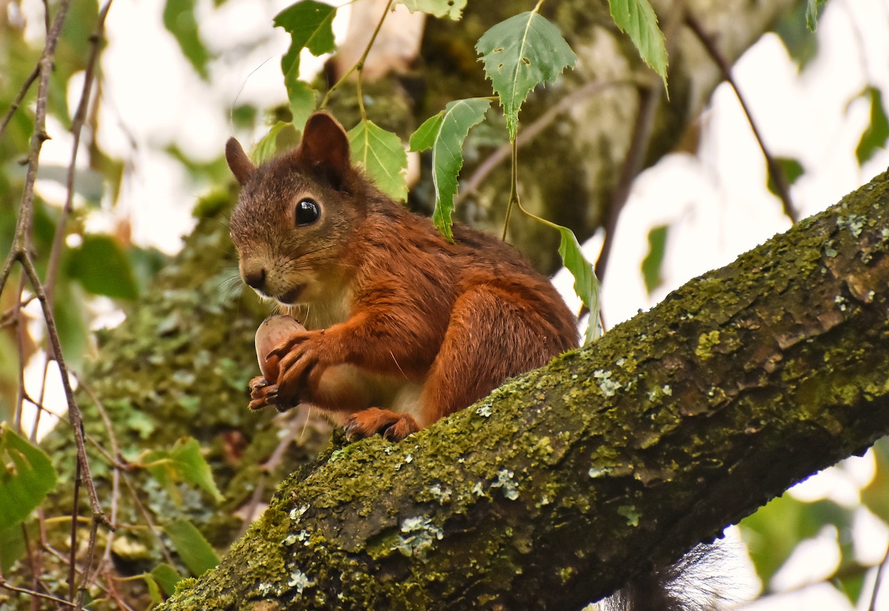 (https://www.pexels.com/photo/red-squirrel-on-mossy-tree-branch-9972737/)