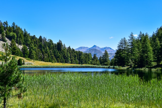 lake with forest in background (https://www.pexels.com/photo/lake-by-the-coniferous-forest-17491052/)