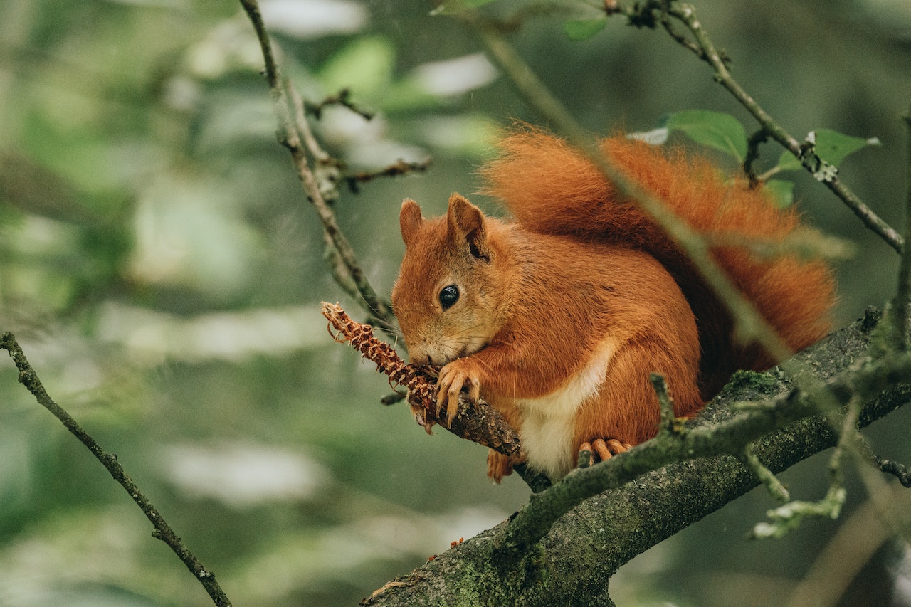 (https://www.pexels.com/photo/a-red-squirrel-gnawing-a-conifer-cone-9542701/)