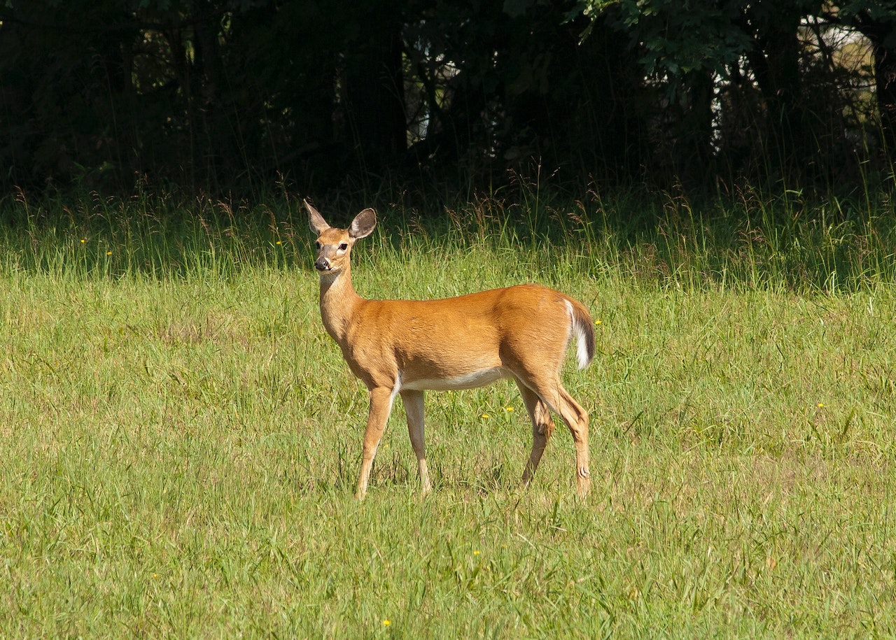 (https://www.pexels.com/photo/brown-deer-756758/)