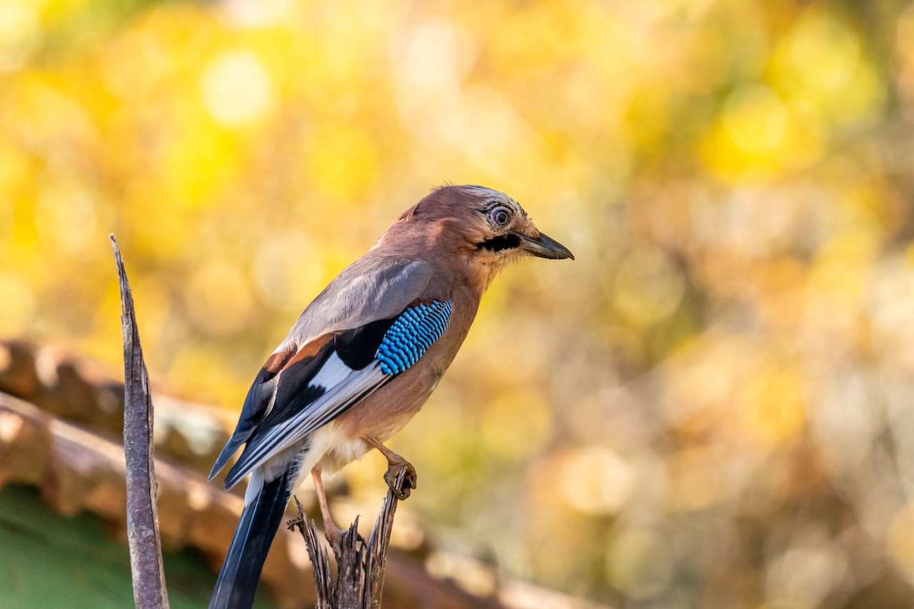 (https://www.pexels.com/photo/a-eurasian-jay-perched-on-a-tree-branch-12280351/)