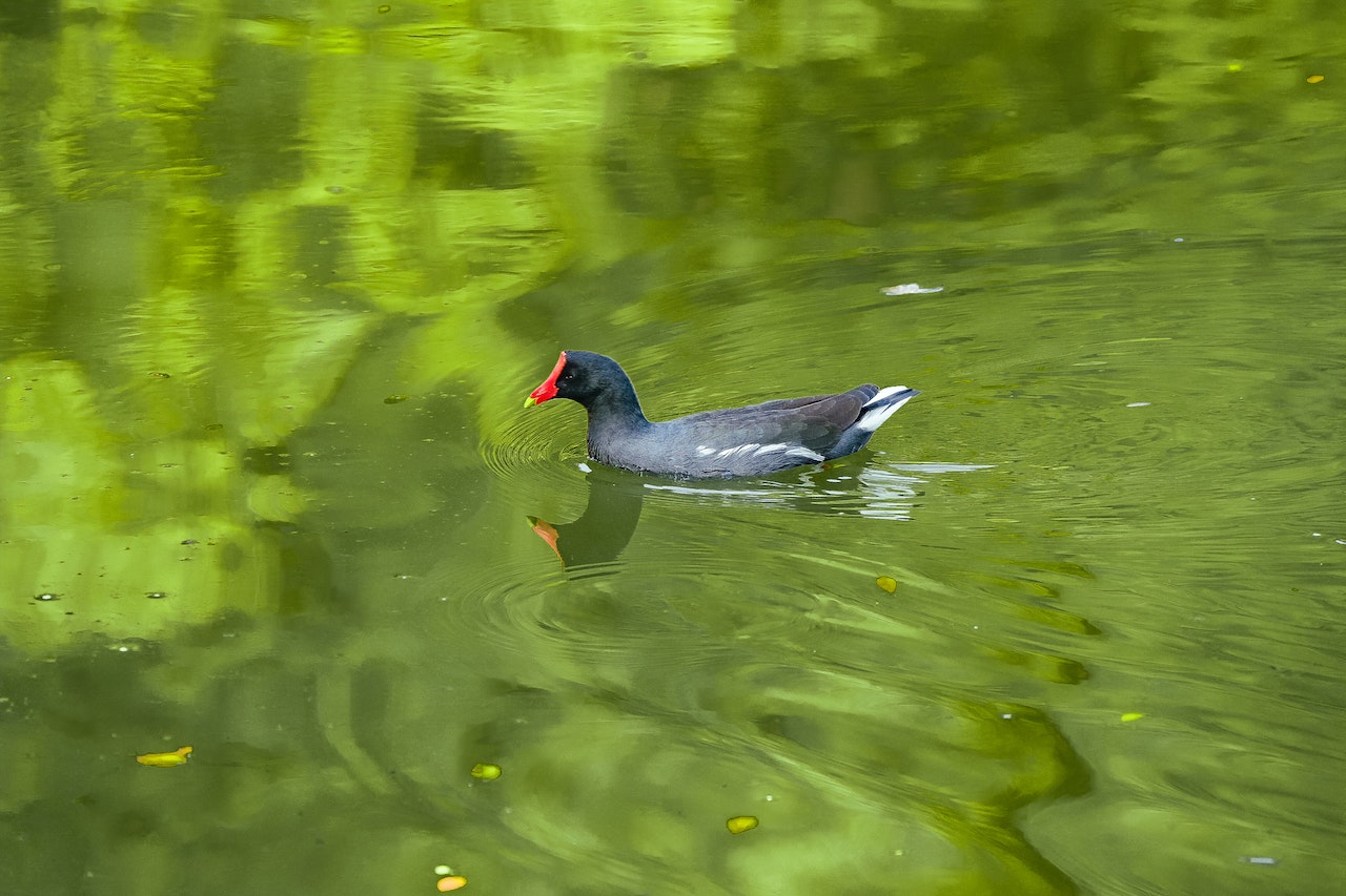 (https://www.pexels.com/photo/common-moorhen-on-water-9269987/)