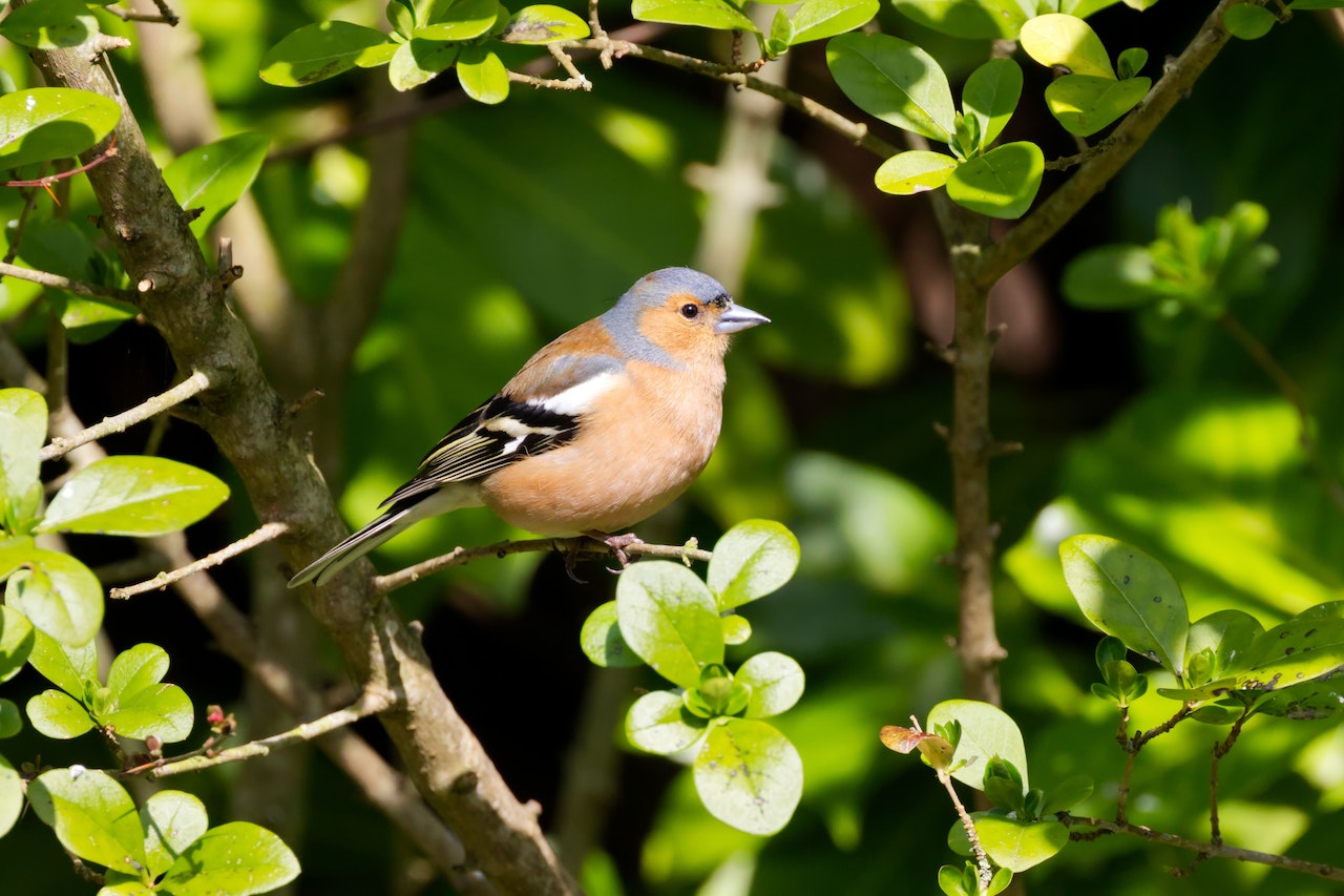 (https://www.pexels.com/photo/close-up-shot-of-a-chaffinch-10954019/)