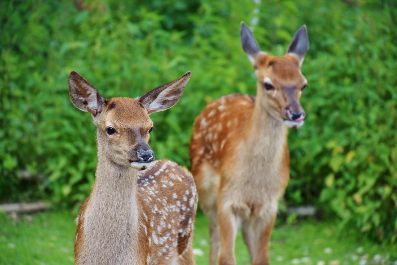 (https://www.pexels.com/photo/brown-and-gray-deer-122431/)