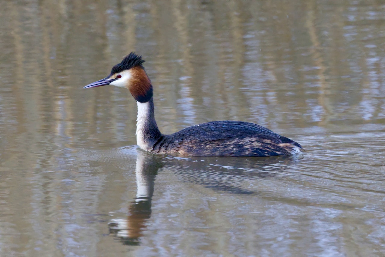 (https://www.pexels.com/photo/great-crested-grebe-swimming-in-water-17349787/)